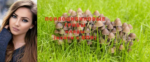 крисы Алзамай